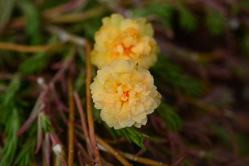 Detail of Nature.jpg