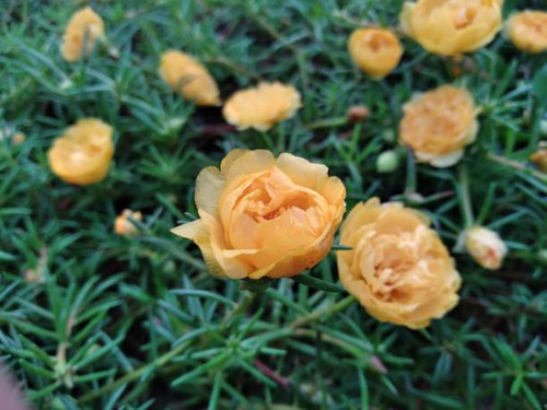 Beautiful orange portulaca flower.jpg