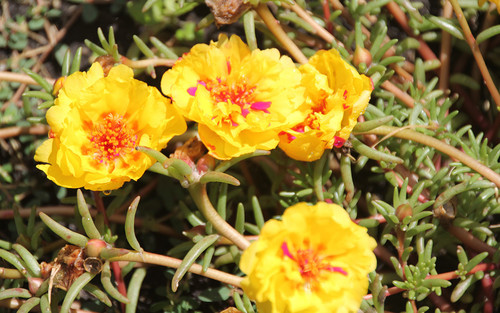 06 RGNP 2 MAY Portulaca Happy Trails Yellow Chris Schlenker jpg.jpg