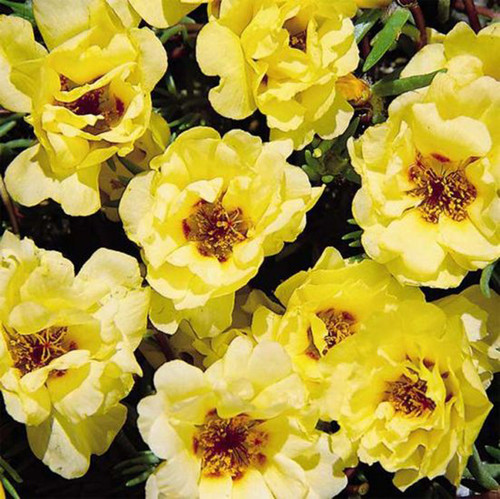 08 Portulaca Sundial Yellow jpg.jpg