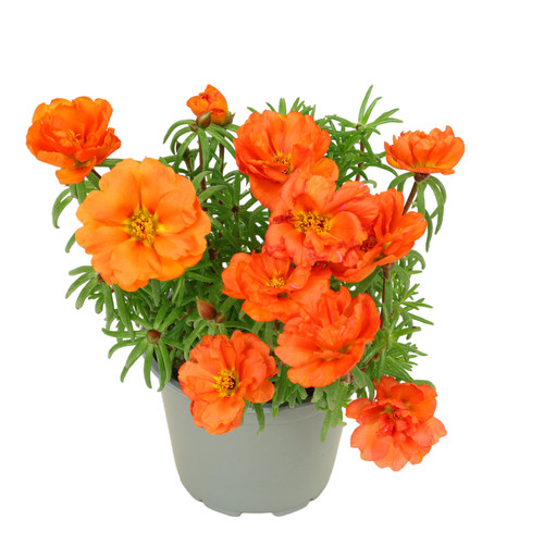 10 portulacroeschen topf 12 cm 21131 0f36 jpg.jpg