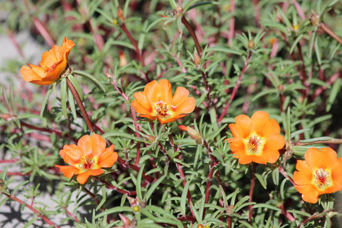 02 Portulaca grandiflora jpg.jpg