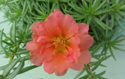 01 pfirsichfarbener orange portulaca moss rose blossom dieses ist eine reizende kleine pfirsichfarbe.jpg