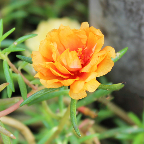 01 portulakroeschen orange 1 jpg.jpg