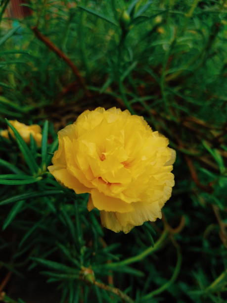 #yellow #flower.jpg