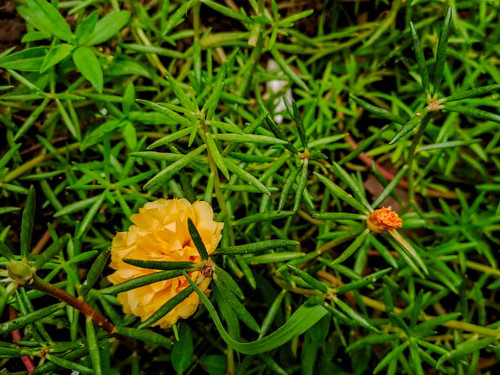 vibrant yellow Purslane flower bloom.jpg