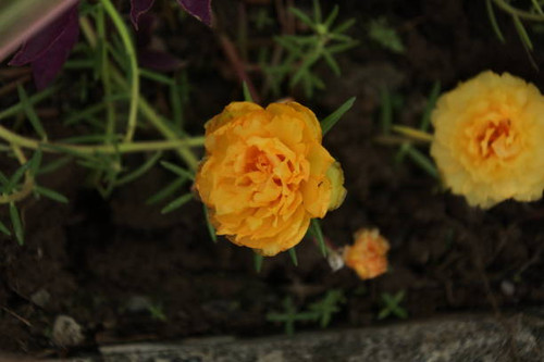 A beautiful flower of marigold is focused in winter with the dark leafy background...jpg