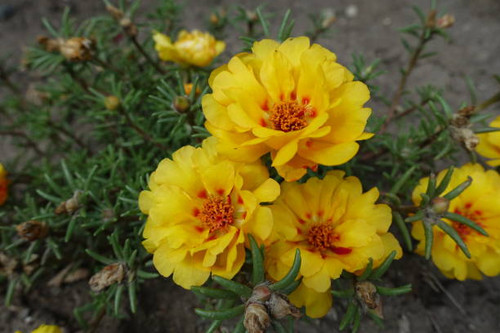 Amber yellow flowers of double Portulaca grandiflora in August.jpg