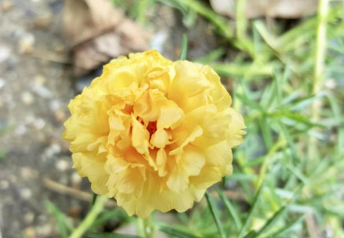 a photography of a yellow flower with a green stem in the background, there is a yellow flower that .jpg