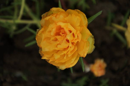 A beautiful yellow flower name ?Marigold?.jpg