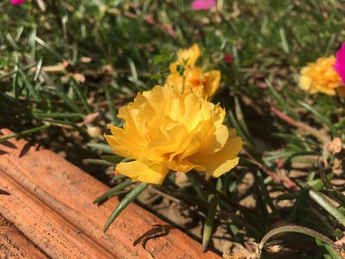 Beautiful flowers in front of the house.jpg