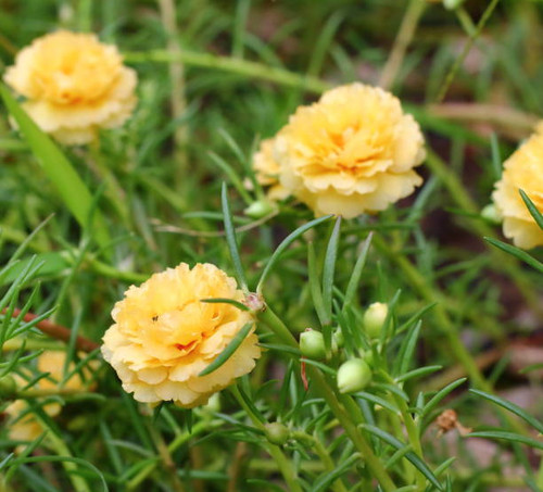 beautiful common purslane flower in fresh garden on background.jpg