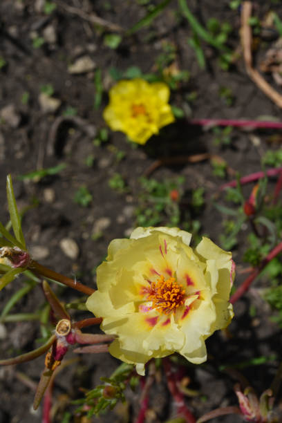 Beautiful flowers of Portulaca Portulaca. Large flowers of Portulaca. Multicolored flowers..jpg