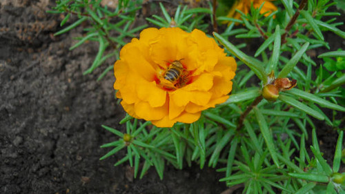 beautiful orange terry portulaca flower with delicate green leaves and a bee sitting in it.jpg