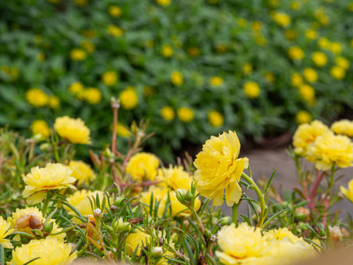 Beautiful flowers in the garden close up..jpg