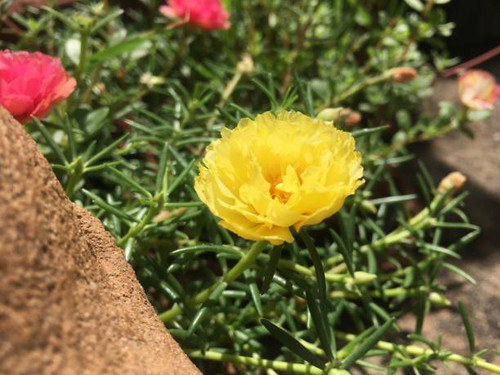 Beautiful colored portulaca in pots..jpg