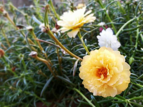 This photo of beautiful flower in natureBeautiful Flower, Naturally beautiful flowers in the gardenB.jpg