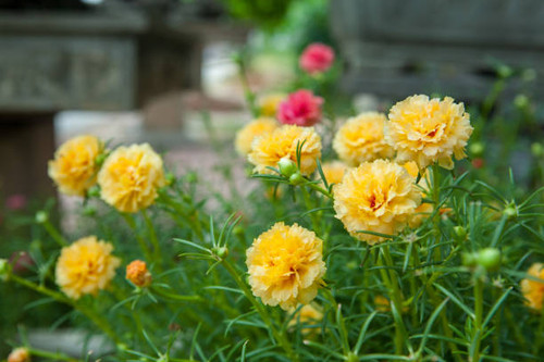 Beautiful Portulaca flower in the garden.jpg