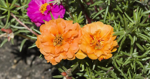 04 portulakroeschen aufmacher 00900987 florapress jpg.jpg