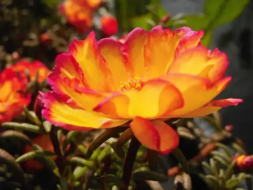 05 portulaca grandiflora 61861 1380009720 133447 jpg.webp