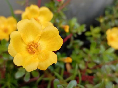 Beldroega plant (Genus: Portulaca), also known as purslane, verdolaga, red root or pursley, yellow a.jpg