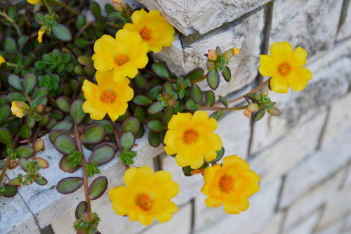blooming yellow flowers.jpg