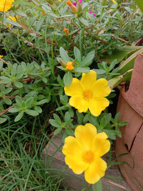 beautiful yellow purslane flowers, rainy tropical flowers..jpg