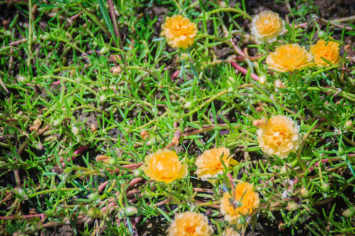 Beautiful yellow portulaca oleracea flower, also known as common purslane, verdolaga, little hogweed.jpg