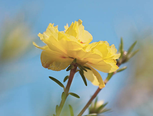Blooming yellow flower, purslane, portulaca.jpg