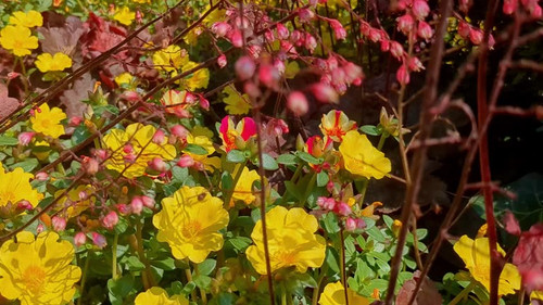 Camera follows bees moving from flower to flower as they pollinate in a sunlit garden in Riva del Ga.jpg