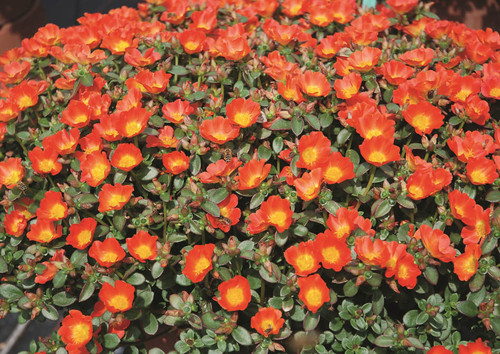 06 Main Image Portulaca Orange Zest 1 JPG.jpg