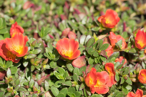 Rundblttriges Portulakrschen, Gartensorte.jpg
