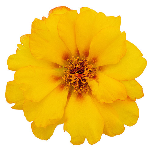 12 222 70 d1ea1a6e fdbb 4007 8f68 83371b136d1e jpg.jpg