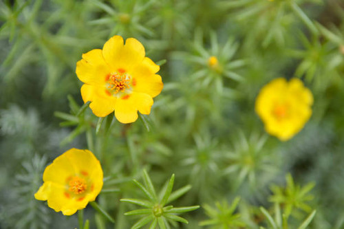 moss rosein yellow bloom growing in the garden.jpg