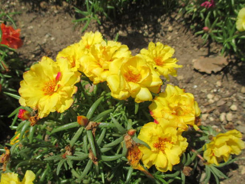 Moss-rose Purslane is an annual plant native to South America. Although it is a one-day flower, it b.jpg