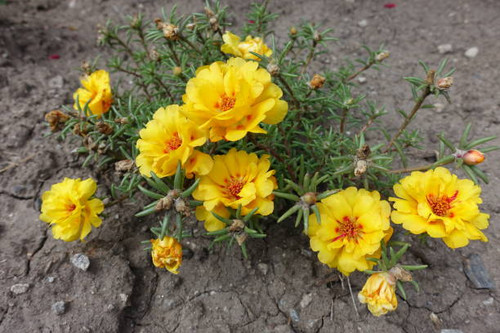 Bright yellow flowers of double Portulaca grandiflora in August.jpg