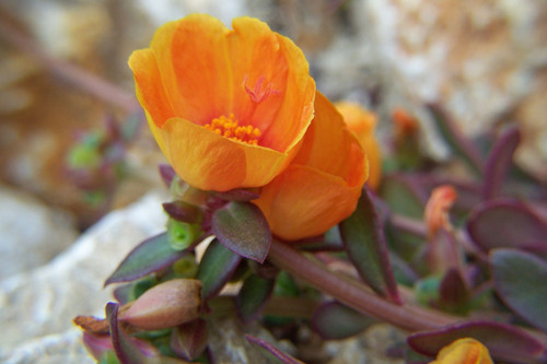 07 Portulaca umbraticola 4 jpg.jpg