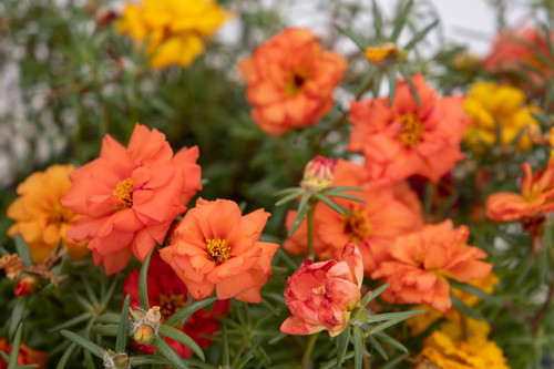 10 Petunia grandiflora Peach mix 3 jpg.jpg