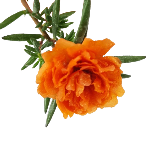 11 Portulacagrandiflora Japanese Rose Portulaca Sundial Golden Orange 0 2m 2 removebg preview.png