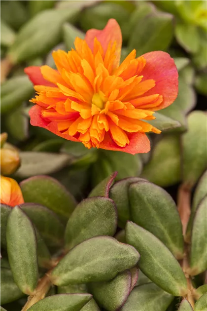 12 Portulaca Colorblast 1200x630 proportionalbiggest.webp