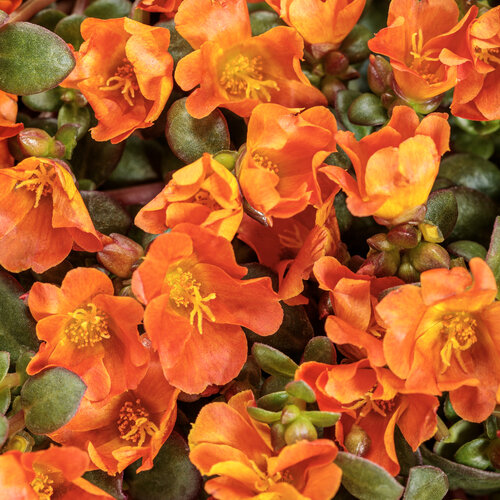 13 portulaca mojave tangerine tag jpg.jpg