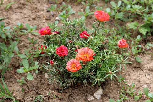 06 moss rose portulaca grandiflora rose moss ten oclock mexican rose vietnam rose sun rose rock rose.jpg
