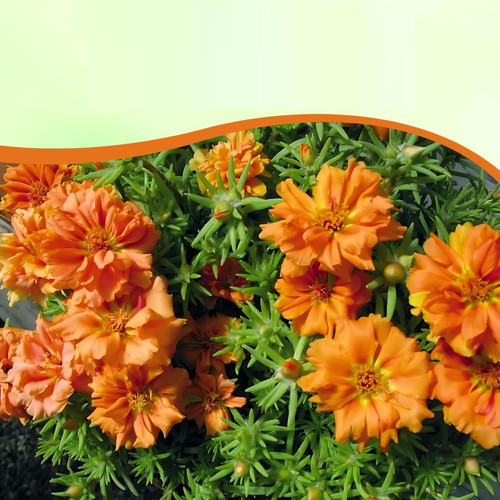 07 mossroseorange4 jpg.jpg