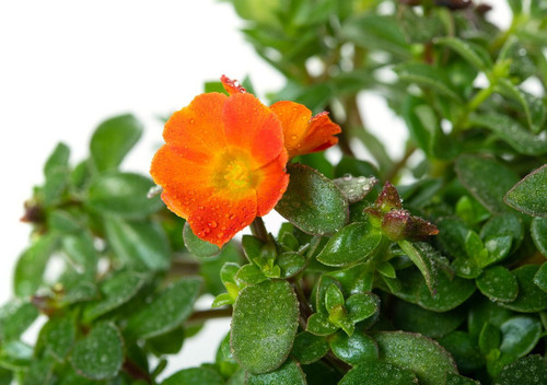 13 Portulaca umbraticola 195725 JH FH 02 origin img jpg.jpg
