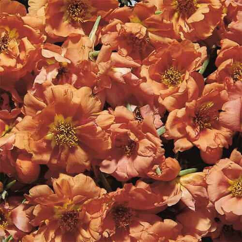 09 Drought Tolerant Moss Rose Grows in Hot Dry Sunny Locations 500 Seeds 8ae4378d 11b3 4db5 9f55 5e7.jpg