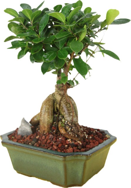 perennial no yes chinese bonsai (1).jpg