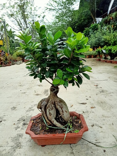 perennial no yes chinese bonsai.jpg