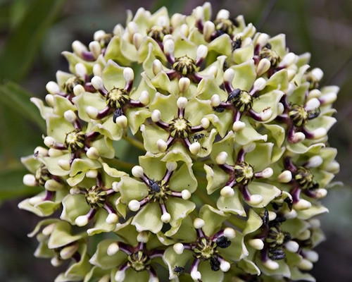 Antelope horns Milkweed.jpg