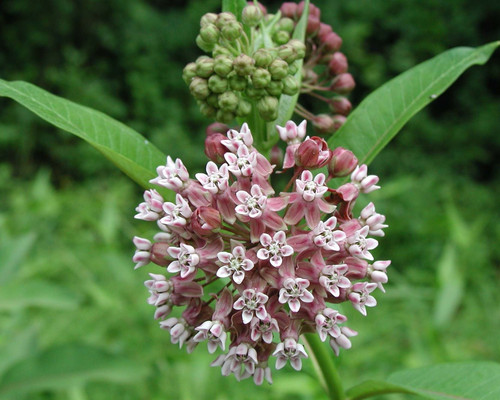 Common Milkweed.jpg