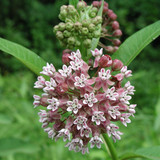 Common Milkweed